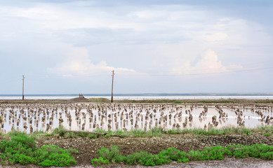 salt lake Baskunchak Astrakhan region