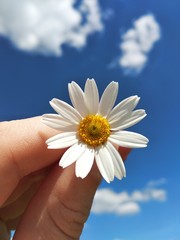 flower in hand