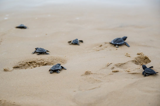 Tartarugas rec&eacute;m nascidas indo a caminho do mar em Aracaju, Sergipe, Brasil. Junho de 2017.