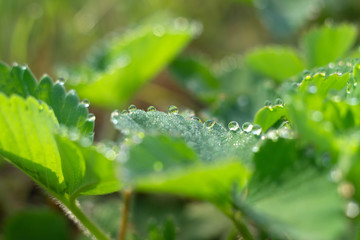 Fototapeta na wymiar morning dew drops on a strawberry leaf close-up