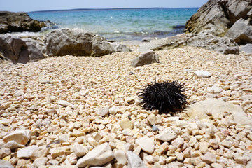 Summertime at pebble beach with black sea urchin Paracentrotus lividus on it on a sunny summer day
