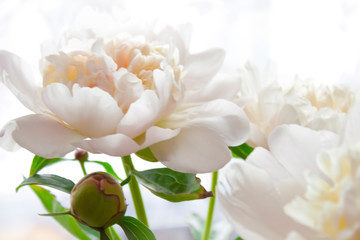 Peony flower. Close-up. Floral background for postcard, lettering, painting, wedding card, banner, flower shop