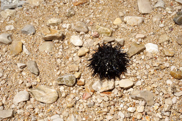 Sea animal urchin flooded on a pebble beach on a sunny summer day, top view