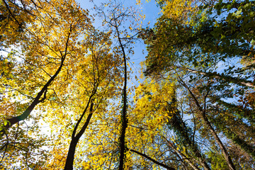Fototapeta premium colorful autumn forest