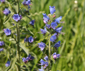 In the field among the herbs bloom Echium