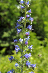 Fototapeta premium In the field among the herbs bloom Echium