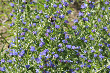In the field among the herbs bloom Echium