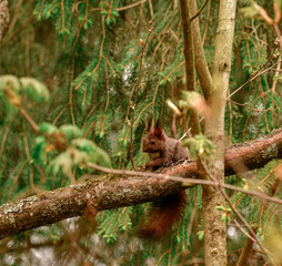freilebendes eichhörnchen im wald - nature 