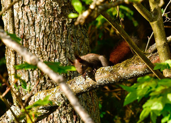 freilebendes eichhörnchen im wald - nature 