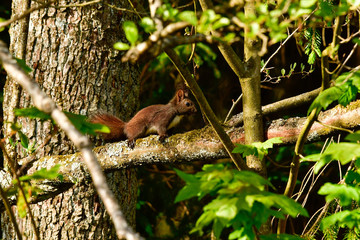freilebendes Baby Eichhörnchen im Wald 