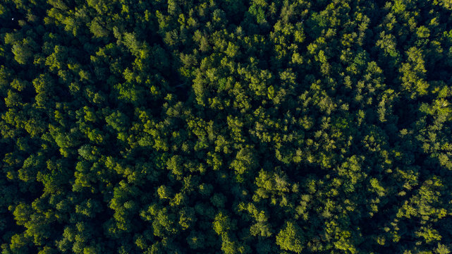 green forest on sunset overhead view © Alyona