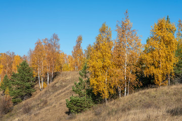 Fototapeta premium Autumn landscape, birches with bright orange leaves next to green pines against a blue cloudless sky.