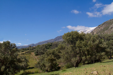 Fototapeta na wymiar Landscape on Crete, Greece: view over an olive orchard, in the distance a snow-covered mountain