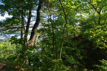Spring on the Bluff Trail