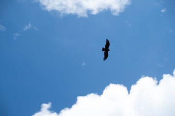 An Andean condor flying near Perito Moreno glacier, Argentina
