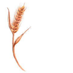 Watercolor illustration of a yellow ripe sprig of wheat. Hand drawn isolated on a white background.