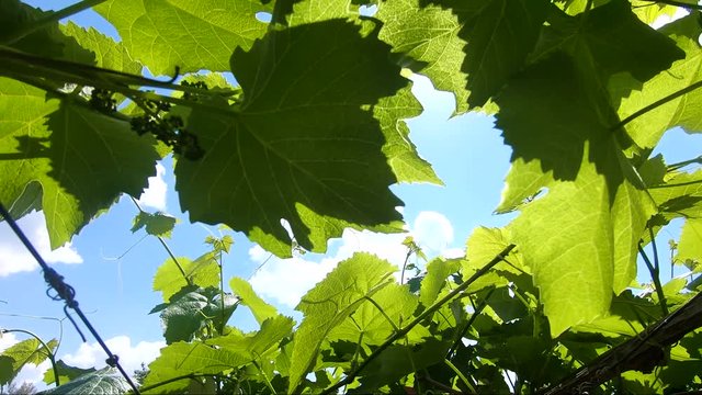 Young green tender leaves of grapes on a background of blue sky in sunny day.