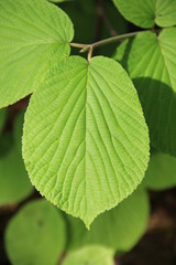 葉脈がくっきりした葉(山形県)