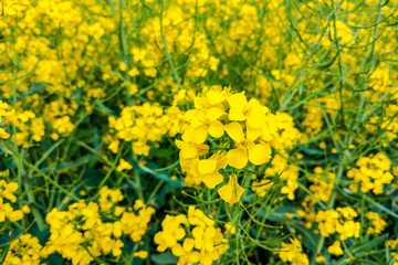 Fototapeta premium Detail of flowering rapeseed field. Field of rapeseed. Nature background.
