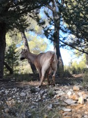 goat in the forest