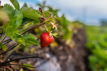 Fresh red Strawberry on the field, summer light, edit space