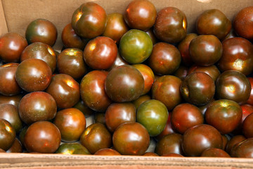 Black prince tomatoes harvest. Many dark green tomatoes
