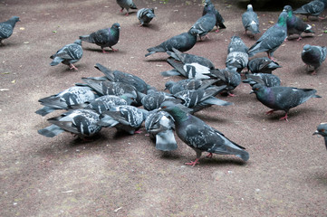Больше десяти голубей на асфальте клюют корм