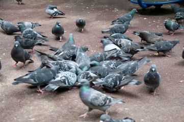 Больше десяти голубей на асфальте клюют корм