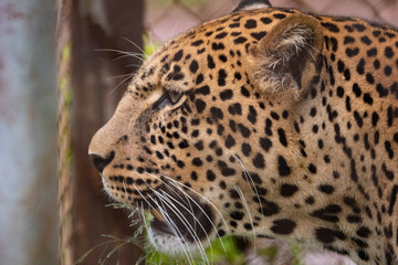 Leopard in Conservation Are, Eastern Africa 