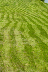 Striped field, grass mowed by uneven stripes of different shades of green. Curved stripes of mowed grass field meadow glade, background