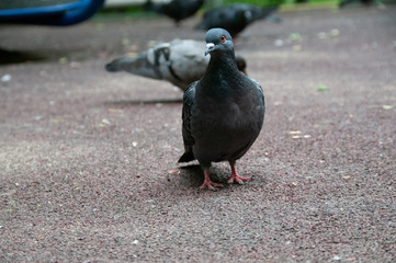 Голубь городской на фоне асфальта и с другими голубями на заднем фоне с близкого расстояния, вид спереди 