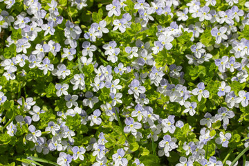 Forget-me-not Myosotis Boraginaceae small blue flowers greenery, background wallpaper top view. Beautiful little flowers are forget-me-not wild in nature.