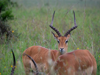 Impala in Nairobi National Park, Kenya