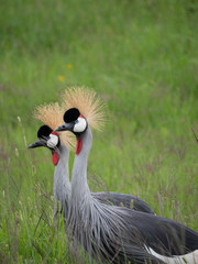 The Crested Crane (Grey Crowned Crane) in Amboseli National Park, Kenya