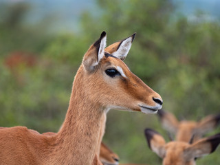 Impala in Nairobi National Park, Kenya