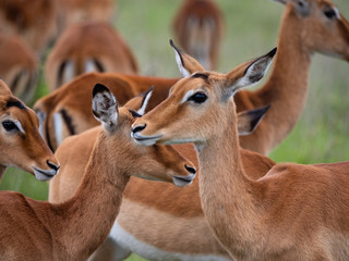 Impala in Nairobi National Park, Kenya