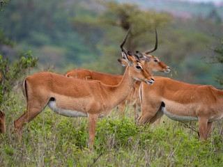 Impala in Nairobi National Park, Kenya