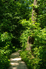 Spring vegetation along the trail