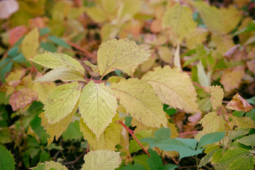 Yellow, orange, brown leaves on ground in Autumn season. City autumn park. September, October, November, Indian summer.