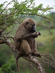 Baboon in Nairobi National Park, Kenya