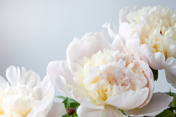 Peony flower. Close-up. Floral background for postcard, lettering, painting, wedding card, banner, flower shop