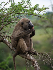 Baboon in Nairobi National Park, Kenya