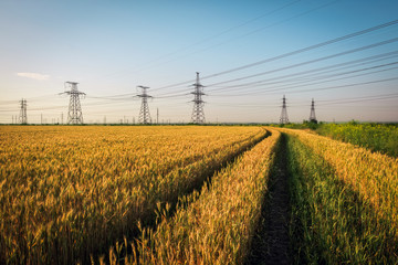 Pillars of line power electricity among the wheat fields with road