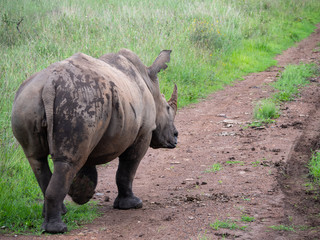 Rhino is Nairobi National Park, Kenya