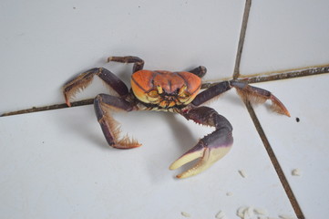 carangeujo crab  cativeiro