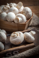 Freshly harvested mushrooms.