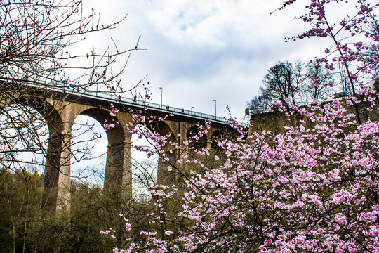 Cherry Blossom Tree in Full Bloom in front of the Pont Adolphe Bridge during Spring in Luxembourg City, Luxembourg