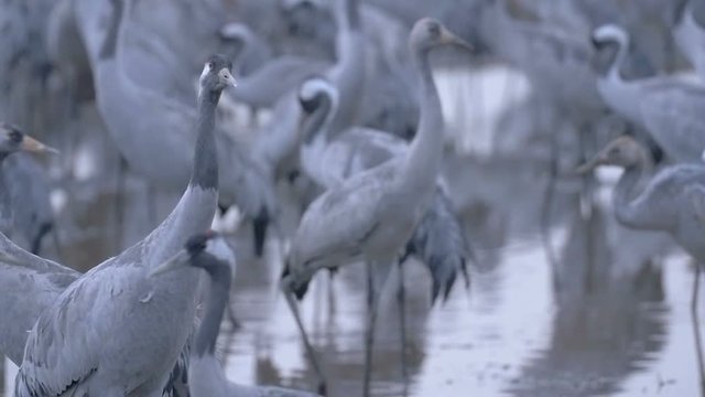 Common crane In Hula Valley Israel