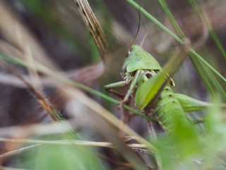 Green grasshopper in the grass close-up. World of wildlife. Macro photography of insects in the wild