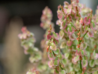 Sorrel seeds grow in the garden. Red sorrel seeds with green background